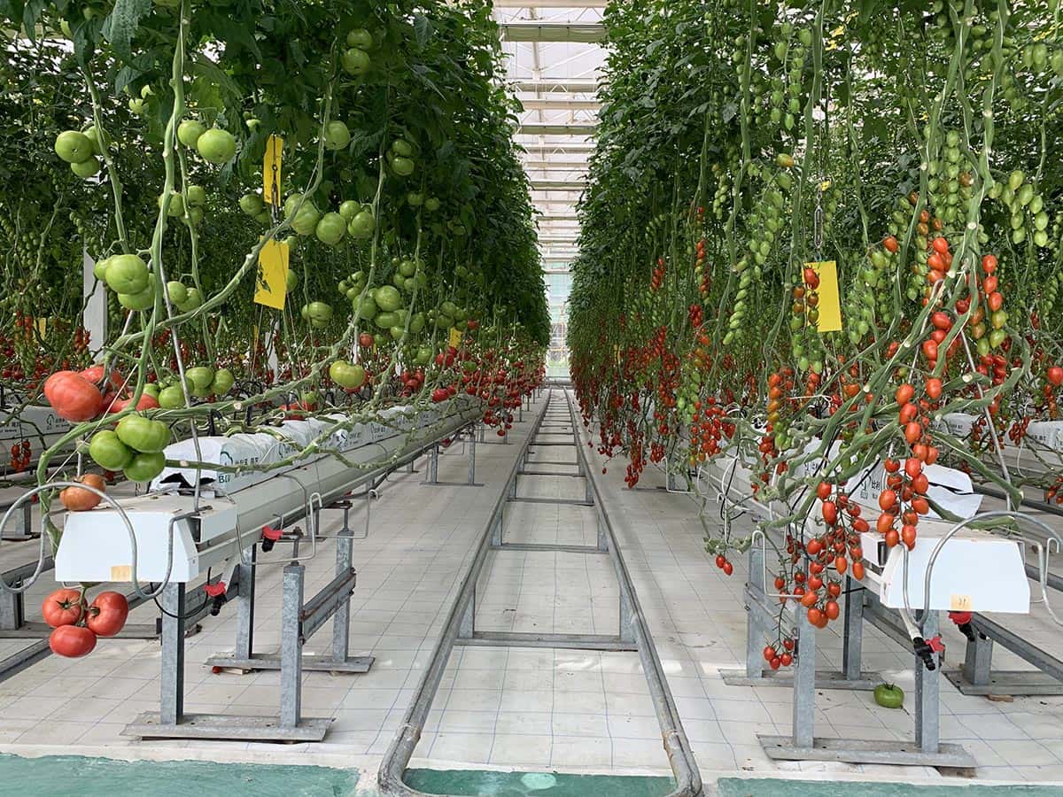 轨道、高架种植