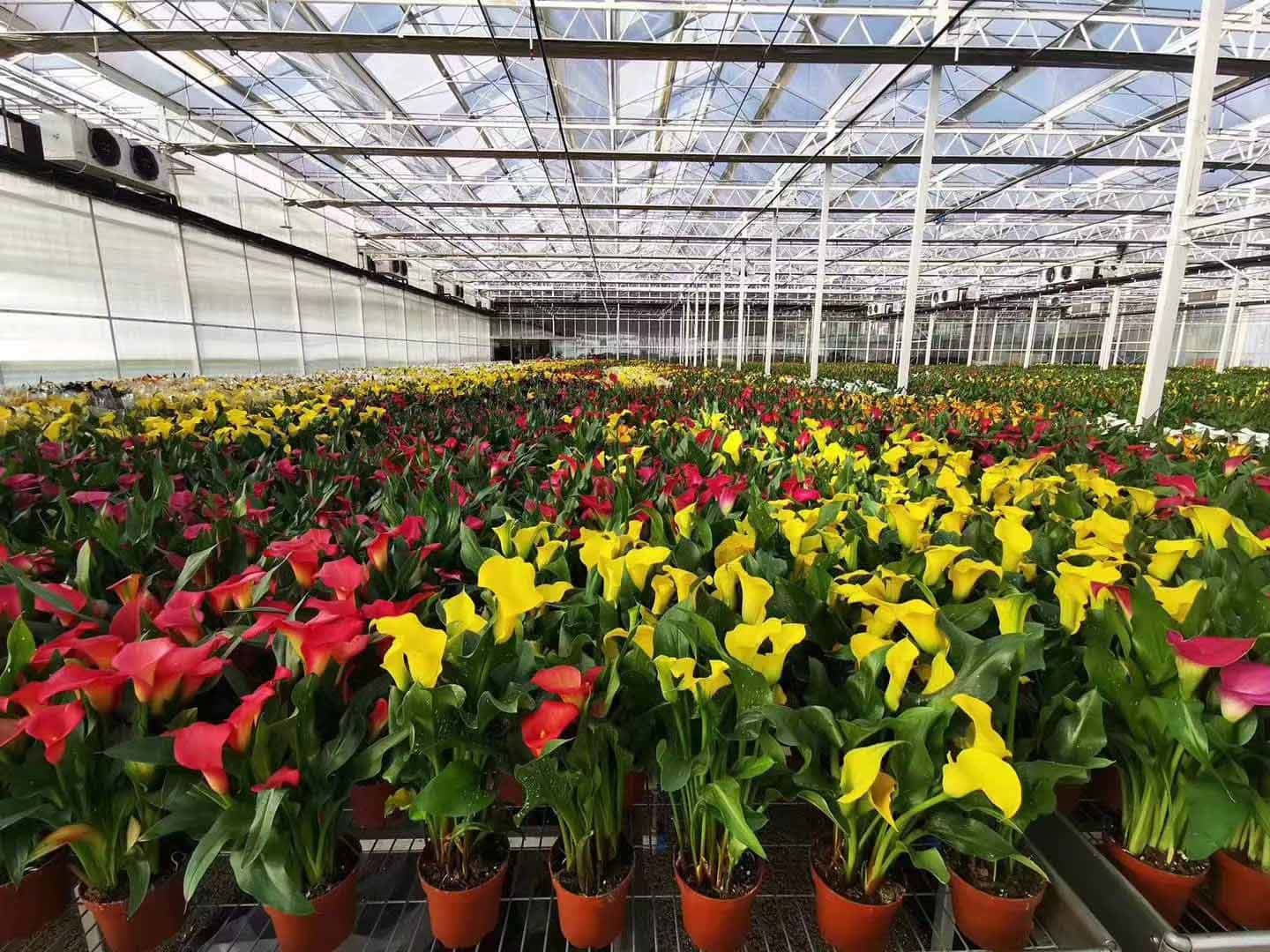 花卉玻璃温室