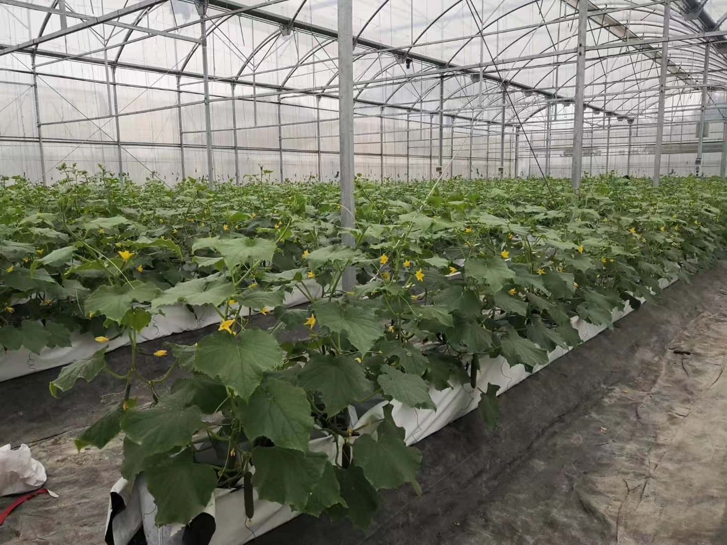 黄瓜薄膜温室