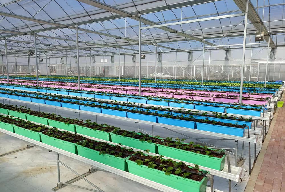 湖洋县高架草莓种植温室