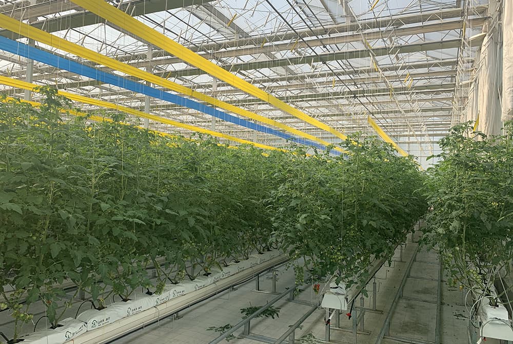 嘉泽智能玻璃温室