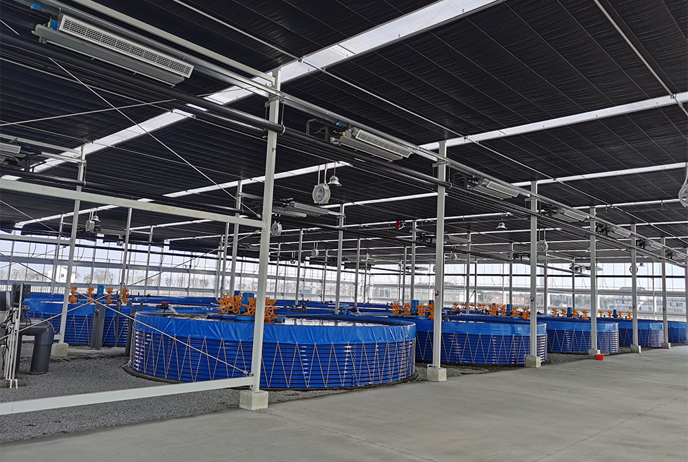 吴江鱼菜共生项目